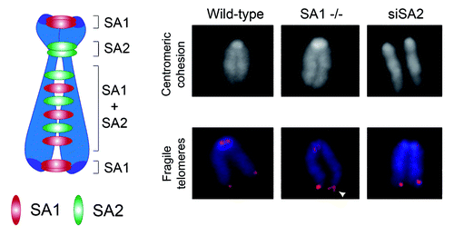Figure 2. TEM8 antibodies recognize proteins in both Tem8 WT and KO mice. (A) The rabbit anti-TEM8 polyclonal antibody from AbCAM (cat # ab19387) generated against the TEM8 extracellular domain peptide LMKLTEDREQIRQGLE was used to detect TEM8 in various normal tissues from Tem8 WT and KO mice. Although the polyclonal antibody recognized both mouse TEM8 (mTEM8) and human TEM8 (hTEM8) in 293 cells transfected with the corresponding Tem8 genes (asterisk), when tested against lysates from various normal mouse tissues it reacted predominantly with proteins that were present in both the Tem8 WT and KO mice. (B) PCR genotyping assay used to confirm the Tem8 WT and KO status of the samples used in A.