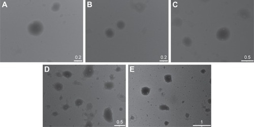 Figure 2 TEM images of reference Citation12 (A), reference Citation13 (B), reference Citation14 (C), reference Citation15 (D), and reference Citation16 (E).Notes: Scale bars are in µm. Composition of the engineered nanoparticles – reference Citation12: 400 mg stearic acid, 100 mg cholesteryl oleate, 600 mg octadecylamine, 100 mg poloxamer 188; reference Citation13: 300 mg stearic acid, 200 mg cholesteryl oleate, 600 mg octadecylamine, 100 mg poloxamer 188; reference Citation14: 200 mg stearic acid, 300 mg cholesteryl oleate, 600 mg octadecylamine, 100 mg poloxamer 188; reference Citation15: 100 mg stearic acid, 400 mg cholesteryl oleate, 600 mg octadecylamine, 100 mg poloxamer 188; reference Citation16: 0 mg stearic acid, 500 mg cholesteryl oleate, 600 mg octadecylamine, 100 mg poloxamer 188.Abbreviation: TEM, transmission electron microscopy.