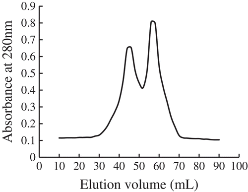 Figure 1. Elution profile of ZBMSK polypeptide by gel filtration chromatography.Figura 1. Perfil de elución de polipéptidos ZBMSK mediante cromatografía de filtración en gel.
