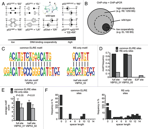 Figure 2 Role of cooperativity for DNA binding of p53 in the human genome. (A) Schematic representation of the dimerization patterns of wild-type p53 and the H1 helix mutants used in this study. The small insert shows the 3D structure of the double salt bridge in the wild-type molecule. To disrupt the intradimer interface we introduced modest charge-neutralizing (E180→L “LR” and R181→L “EL”) and more severe charge-inverting (E180→R “RR” and R181→E “EE”) mutations into the H1 helix of the full-length p53 molecule. The short names denote the amino acid sequence at positions 180 and 181 in the mutant proteins, e.g., “ER” for E180, R181 in the wild-type. To assure that functional defects are truly due to defective core domain interactions and are not caused by structural misfolding of the core domain or disturbed interaction with other cellular proteins, we also introduced the two most severe mutations E180R and R181E together into a single p53 molecule (double mutant E180R, R181E “RE”) and used the two complementing mutants “EE” and “RR” in functional rescue studies. (B) p53 DNA binding cooperativity determines the number of binding sites in the genome. The number of binding sites was estimated by bioinformatic analysis combining ChIP-chip results with experimental validation rates determined by ChIP-qPCR.Citation9 (C) De novo motif discovery in validated common EL/RE and RE-only binding sequences. Twenty-meric and decameric consensus motifs are shown for comparison. (D and E) Frequency and average motif scores of the TRANSFAC motifs V$P53_01 (full site), V$P53_02 (half-site) and V$E2F_01 (E2F site as a control) in validated common EL/RE and RE-only binding sequences. Results are presented as the mean ± SD. (F) Distribution of spacer lengths in validated common EL/RE and RE-only binding sequences as determined by the spacer-tolerant p53MH algorithm.