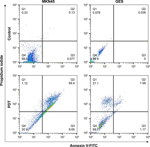 Figure 4 Apoptosis and necrosis of MKN45 and GES after CENP-PDT detected by flow cytometry with Annexin V and PI staining.Abbreviations: CENP-PDT, curcumin-encapsulated and EGF-conjugated chitosan/TPP nanoparticles with photodynamic therapy; EGF, epidermal growth factor; FITC, fluorescein isothiocyanate; GES, human gastric epithelial mucosa (non-cancer) cell line; MKN45, human gastric cancer cell line; PDT, photodynamic therapy; PI, propidium iodide; TPP, tripolyphosphate.