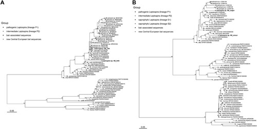 Figure 1. Phylogenetic relationships between Leptospira lipL32 sequences (A) and flaB sequences (B). Separate groups, including new sequences detected in Central European bats, are indicated by distinct symbols. The maximum likelihood trees were inferred using a TIM3+F+I+G4 model for lipL32 and a TVMe+I+G4 model for flaB in IQ-TREE v2.1.1. Numbers next to nodes indicate the percent bootstrap support after 1000 replicates. Branch lengths are in units of substitutions per site.