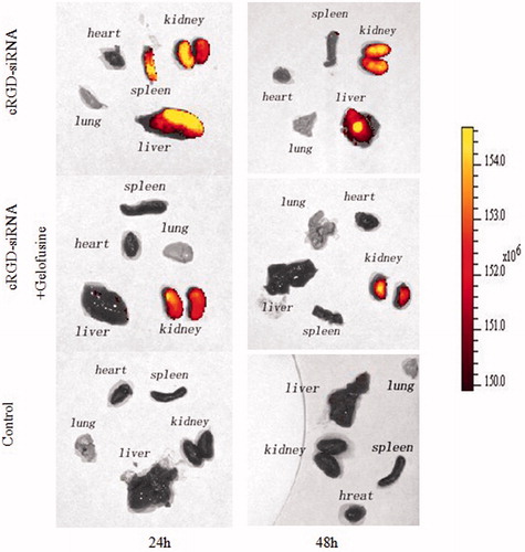 Figure 7. Bio-distributions of cRGD-siRNA in vivo. Mice were intravenously co-injected with Cy-5 labeled cRGD-siRNA (1 nmol/20 g) and Gelofusine (4 mg) or were injected with cRGD-siRNA-Cy5 alone at single doses. The mice were euthanized at 24 h or 48 h after administration, and their major organs were excised and imaged using an IVIS imaging system (Cy5: λ ex = 640 nm, λ em = 680 nm). All images were scaled to the same maximum and minimum color values.