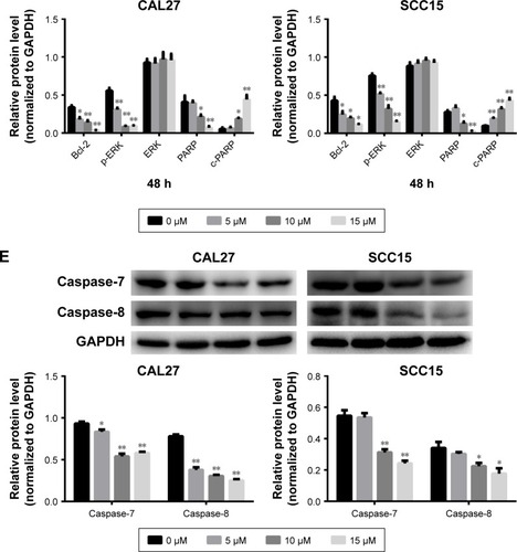 Figure 4 TBMS1 induced apoptosis in OSCC cells.