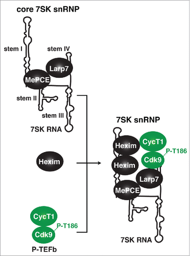 Figure 2. Composition and assembly of the 7SK snRNP complex. The 7SK snRNP complex is composed of the 7SK non-coding RNA, the P-TEFb (CycT1:Cdk9) kinase, the kinase inhibitor Hexim, the 5′-RNA methyl-capping enzyme MePCE, and the 3′-RNA stability protein Larp7. Assembly of the 7SK snRNP is promoted by 7SK RNA binding by Hexim and recruitment of the P-TEFb kinase phosphorylated on the activating T-loop (P-T186).