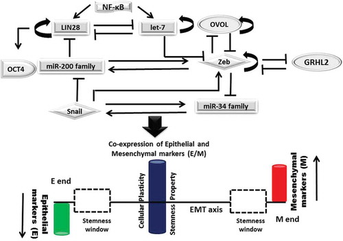 Figure 1. Interplay betweenEMT decision making circuit, PSFs and stemness: Mutually exclusive inhibitory loops including miR200 family/Zeb; miR-34 family/Snail; LIN28/let-7 bring about bistable switch between epithelial (E) and mesenchymal (M) phenotypes, control EMT/MET and stemness. Phenotypic stability factors (PSFs) like OVOL and GRHL2 couple to core-EMT decision making circuits and stabilize hybrid E/M phenotype. NF-κB controls LIN28/let-7 regulation, elevates the likelihood of hybrid E/M phenotype and shifts the stemness window on EMT axis. Solid arrows represent the activation; solid lines represent the repression and circular loops represent the self-activation.