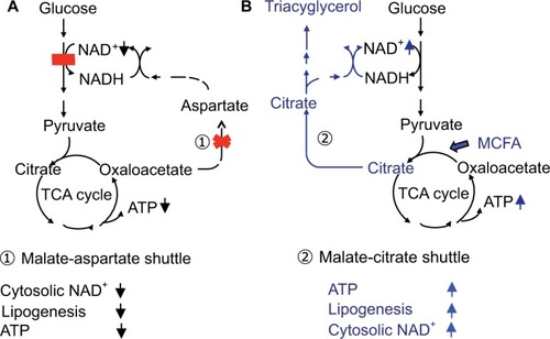 Figure 4 (A) Glucose metabolism in citrin deficiency. (B) Metabolic change by MCT treatment.