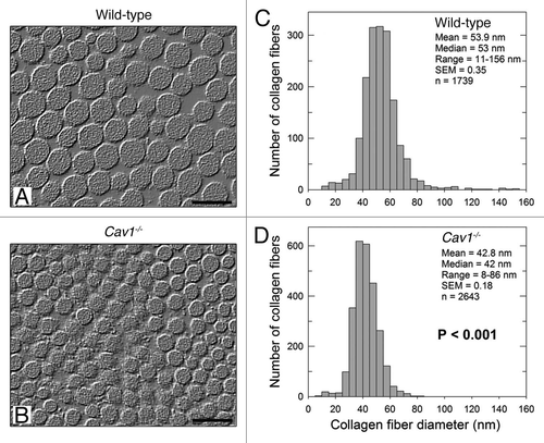 Figure 1 Ultrastructural analysis of the skin from wild-type and Cav-1-/- mice. (A and B) Transmission electron microscopy (EM) micrographs of dermal collagen from wild-type (A) and Cav-1-/- (B) mice. (C and D) Distribution of diameters from dermal collagen from wild-type (C) and Cav-1-/- (D) mice. An Image J algorithm was designed to automatically obtain collagen fiber diameters from EM images (Sup. Fig. 1). Using this algorithm, the diameter of 1739 and 2643 collagen fibers was determined from wild-type and Cav-1-/- mice, respectively. Note that dermal collagen from Cav-1-/- mice exhibited a more compact and uniform pattern of fibril diameter and distribution, than wild-type. Indeed the mean and the median collagen diameters from Cav-1-/- mice were significantly smaller than those from wild-type mice (p < 0.001, as determined by Mann-Whitney Rank Sum Test using SigmaPlot). Scale bar = 100 nm.