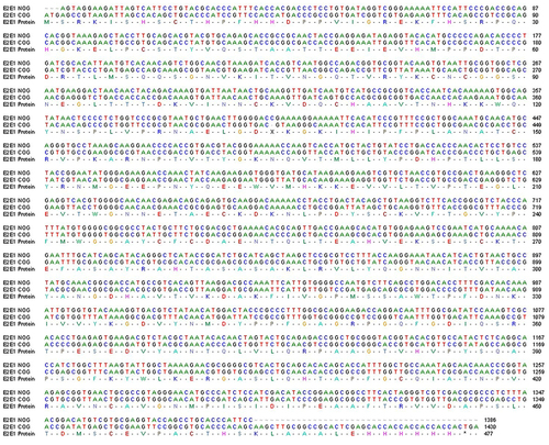 Figure 2 Scheme of recombinant E2-E1 gene sequence alignment for non-optimized genes (NOG) and codon-optimized genes (COG) of CHIKV. Alignment of nucleotide sequence and amino acid sequence of the recombinant NOG E2-E1 gene (accession no. KX619424) and COG (accession no. MZ130655) of CHIKV.