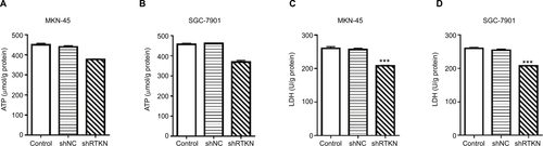 Figure S2 RTKN shRNA decreased ATP content and LDH level in GC cells.Notes: MKN-45 and SGC-7901 cells were transduced with shRTKN#1 (shRTKN) or shNC. Cells without any treatment served as negative Control. Also, 48 hours later, cell lysate was processed for the measurement of ATP content (A, B) and LDH (C, D) by using commercial kits (Nanjing Jiancheng Bioengineering Institute, Nanjing, China) following the manufacturer’s protocols. Experiments were performed three times independently. Data are presented as mean ± SD. ***P<0.001 vs shNC.Abbreviations: GC, gastric cancer; LDH, lactate dehydrogenase.