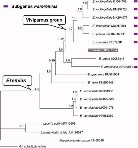 Figure 1. Bayesian phylogenetic tree inferred from the 13 concatenated PCGs with GTR + G + I substitution model. Node numbers show Bayesian posterior probabilities. GenBank accession numbers are given with species names, and the phylogenetic position of E. nikolskii is highlighted.