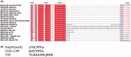 Figure 1. Comparative sequence alignments of amino acid residues. (A) Alignment of the ASFV CD2v amino acid sequence. The CD2v amino acid from 19 ASFV strains isolates collected from the GenBank™ were aligned. The right column’s red amino acid residues indicated strictly conserved residues among all strains. (B) Comparison of the CD2v CPP with two known CPPs.