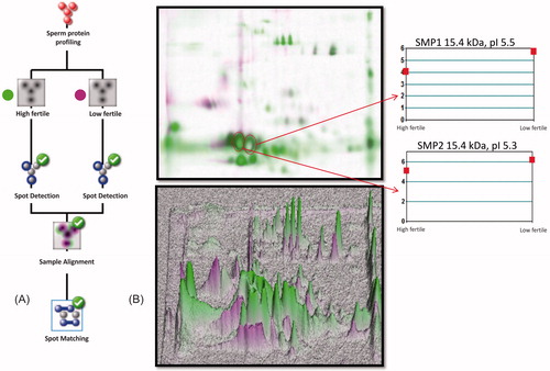 Figure 2. Sperm protein profile between high and low fertile bulls was analyzed in Dymension 2 software (Syngene, UK). In Panel A, the protein profile matching protocol was followed as per the recommended guidelines. In Panel B, the combined image was generated to analyze the protein spots matching between fertility groups and sample alignment was confirmed with 3D profile matching. The target protein spot abundance was analyzed by matched spot plot to obtain its protein abundance in high and low fertile groups.