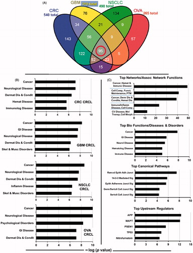 Figure 1. Overlap of proteins found in four human CRCL preparations, and gene ontogeny categorisations of the proteomes. (A) Venn diagram showing the distribution CRCL proteomes amongst each other, ranging from the 95 proteins found in common to all (red circle) to the 143 proteins found only in colorectal cancer (CRC) CRCL, the 76 found in only glioblastoma (GBM) CRCL, the 136 found only in non-small cell lung cancer (NSCLC) CRCL, and the 57 found only in ovarian cancer (OVA) CRCL. Total numbers of proteins identified are also shown. (B) IPA results for ‘top bio functions/diseases and disorders’ are shown for each of the four tumour CRCL proteomes (listed in the lower right of each graph). These categories include ‘cancer, immunological (Immunolog) disease’, ‘neurological disease’, ‘dermatological diseases and conditions (Dermat Dis & Condis)’, ‘haematological (Hemat) disease’, ‘gastrointestinal (GI) disease’, ‘skeletal and muscular (Skel & Musc) disorders’, ‘inflammatory (Inflamm) disease’, and ‘psychological disorders’. X-axis is the −log (p value), with anything higher than 1.25 being statistically significant. (C) IPA results for the 95-protein ‘core’ found in common to all 4 CRCL preparations. Analyses and categories are shown atop each graph. The five categories for ‘networks/associated functions’ include ‘cancer, haematological and immunological (Cancer, Hemat & Immune) disease’, ‘cellular compromise, cellular function and maintenance, post-translational modification (Cell Comp, Funct, Maintenance, PTM)’, ‘cancer, dermatological diseases and conditions, haematological disease (Cancer, Derm Dis & Condits, Hemat Dis)’, ‘immunological disease, inflammatory disease, cellular compromise (Immune/Inflamm Disease, Cell Comp)’, and ‘cardiovascular disease, molecular transport, cell morphology (CV Disease, Mol Transp, Cell Morph)’. The ‘diseases and disorders’ categories overlap with Figure 1(B). The ‘canonical pathways’ include ‘remodelling of epithelial adherens junctions (Remod Epith Adh Junct)’, ‘14-3-3-mediated (Sig) signalling’, ‘epithelial adherens junction signalling (Epith Adherens Junct Sig)’, ‘germ cell-Sertoli cell junction signalling (Germ/Sertoli Cell Junct Sig)’, and ‘Sertoli cell-Sertoli cell junction signalling (Sertoli Cell Junct Sig)’. The ‘upstream regulator’ analytic identifies transcriptional regulators associated with the pathways discerned from the proteomic connections. The x-axes are as described in Figure 1(B). APP = amyloid beta (A4) precursor protein; MAPT = microtubule-associated protein tau; PSEN1 = presenilin 1; TP53 = tumour protein p53.