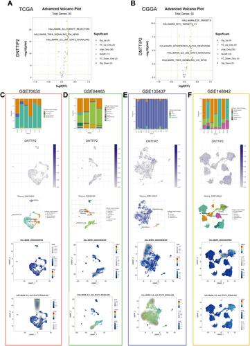 Figure 6 Gene Set Variation Analysis (GSVA) and Single-cell level analysis of DNTTIP2. (A and B) Volcano plot of the differentially enriched genesets in LGG patients with different expression of DNTTIP1/2 in (TCGA) and (CCGA) dataset was analyzed by GSVA ((A) TCGA; (B) CCGA). Blue nodes indicate down-regulation, red indicates up-regulation, yellow indicates significance, and gray indicates non-significance. (C–F) Single-cell analysis of DNTTIP2 based on four single-cell RNA‐seq datasets. (C) GSE70630; (D) GSE84465; (E) GSE135437; (F) GSE148842. Uniform manifold approximation and projection (UMAP) plots illustrating the expression of DNTTIP2 clusters. UMAP plots illustrating the LGG cell landscape. Different cell types across all cells after quality control, dimensionality reduction, and clustering. Enrichment score for genes from the Hallmark gene set in each cell, obtained using gene set variation analysis.