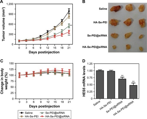 Figure 8 (A) Tumor growth curve of the xenograft nude mice bearing HepG2 cell after intravenous administration of saline and various formulations of siRNA. (B) Morphology of all tumors stripped from the mice. (C) The body weight change of mice during the treatments. (D) The mRNA expression level of HES5 in tumors stripped from the mice after 21 days of administration. **p<0.01 vs the untreated group.Abbreviations: HA, hyaluronic acid; HES5, hairy and enhancer of split 5; PEI, polyethylenimine; Se, selenium; siRNA, small interfering RNA.