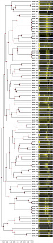 Figure 1. Dendrogram constructed from ERIC-PCR patterns of 96 enterobacterial isolates.Figura 1. Dendrograma construido de patrones ERIC-PCR de 96 asilados enterobacterianos.