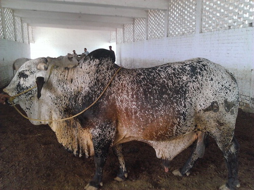 Figure 2. An elite specimen of a black speckled Cholistani service bull maintained at the Semen Production Unit, Bahawalpur, Pakistan (Cholistan).