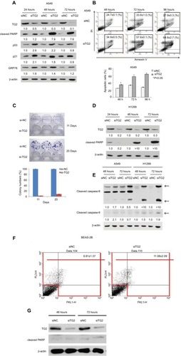 Figure 3 The effects of reduced TG2 expression on apoptosis.Notes: (A) Western blot analysis of TG2, cleaved PARP, p53, p21, and GRP78 proteins on A549 cells after 24, 48, and 72 hours of siRNA transfection. (B) Flow cytometry analysis of apoptotic cells was conducted by Annexin V/PI staining of siRNA-transfected A549 cells and quantitated. (C) Clonogenic cell survival assay of siTG2 RNA transfection on A549 cells for 11 and 20 days to evaluate cell proliferation and quantitation of colonies formation. (D) Western blot analysis of TG2 and cleaved PARP proteins on H1299 cells after 24, 48, and 72 hours of siRNA transfection. (E) Western blot analysis of cleaved caspases on A549 and H1299 cells after 24, 48, and 72 hours of siRNA transfection. (F) Human BEAS-2B cells (1×105 cells) were transfected with siTG2 RNA for 5 hours then replaced with fresh culture medium and incubated for 72 hours followed by Annexin V/PI assay. (G) Western blot analysis of TG2 and cleaved PARP proteins on BEAS-2B cells after 72 hours of siRNAs transfection.Abbreviations: PI, propidium iodide; TG2, tissue transglutaminase 2.