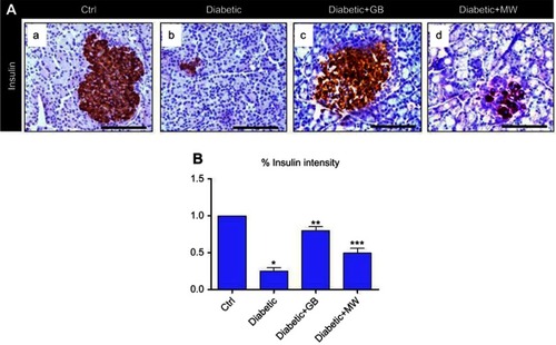 Figure 3 GB and MW treatment rescue insulin expression in islets of Langerhans. (A a-d) Paraffin sections stained with anti-insulin antibody. The expression of insulin was decreased in diabetic pancreas and back to almost normal after the use of GB and MW compare to Ctrl. Scale bar 100 µm. Image J analysis displayed a significant decrease of insulin expression intensity in diabetic islets of Langerhans compared to Ctrl. In Diabetic+GB and Diabetic+MW pancreas, insulin protein expression intensity was increased to be comparable with Ctrl (B). *P<0.05, **P<0.01 and ***P<0.001 vs control group.