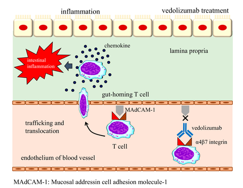 Figure 2 A mechanism of action of vedolizumab.
