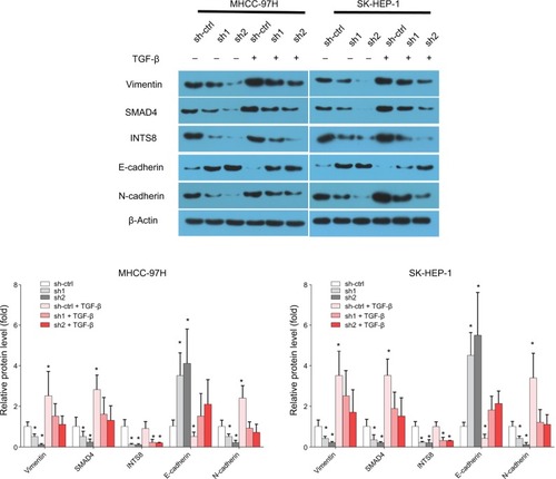 Figure 5 Expression of EMT markers was rescued from INTS8 knockdown-induced suppression by TGF-β1 stimulation.Notes: Protein levels of E-cadherin, N-cadherin, vimentin, and Smad4 were assessed by WB. The images are representative of three independent experiments. *P<0.05, compared with the sh-ctrl group.Abbreviations: EMT, epithelial-to-mesenchymal transition; sh1, short hairpin RNA1; sh2, short hairpin RNA2; sh-ctrl, control short hairpin RNA group; WB, Western blot.