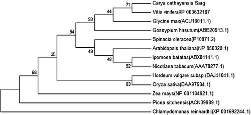 Figure 3. Phylogenetic tree of β-isoform RCA amino acid sequences in different plants based on the NJ method with 1000 bootstrap replicates.