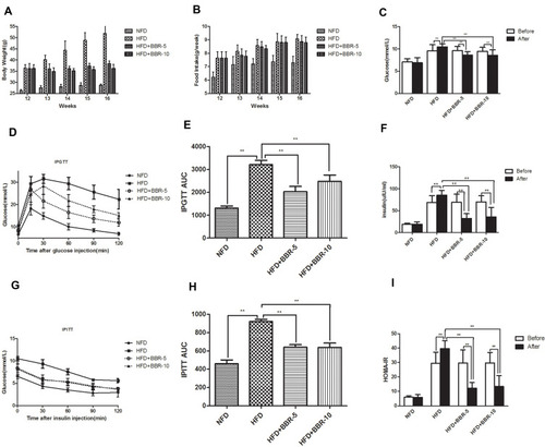 Figure 2 (A) Body weight was measured every week during the treatment period. (B) Food intake of mice among different groups. The expression of serum (C) glucose, (F) insulin concentration. Comparison of Insulin Sensitivity, IPGTT (D and E) and IPITT (G and H) among different groups. (I) HOMA-IR was calculated at the end of the experiment. **p<0.01. Data are expressed as the means±SEM of at least three independent experiments.