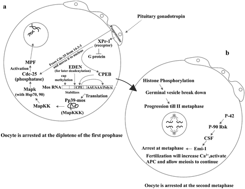 Figure 2. (a) Scheme showing the pituitary gonadotropin acting on the follicular cells surrounding the Xenopus oocyte and stimulating progesterone production. Progesterone acts in three ways: one, liberating Cdc25 from the 14‐3‐3 protein and moving it to oocyte pronucleus; second, binding its receptor and therefore inhibiting a G protein from breaking into its subunits; and third, by stimulating binding of the protein CPEB to its site (CPR) in the Mos mRNA. As a consequence of this, Mos mRNA becomes polyadenylated at its 3'end and capped at its 5'end, and therefore translates into its Pp39‐mos protein. This stimulates a MapKK, which in turn activates a MapK and with the aid of Hsp 70 and 90 activates the phosphatase Cdc‐25, which finally activates MPF. Lastly, MPF induces germinal vesicle breakdown. This moves the oocyte to what is described in Figure 2b. (b) Histone phosphorylation which precedes germinal vesicle breakdown makes the oocyte proceed until the II metaphase at which point it becomes arrested again because of the sequential effects of P42, P‐90 RsK, CSF (cytostatic factor), and Emi‐1, until fertilization.