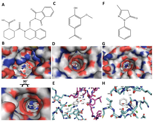 Figure 5 Molecular interactions of AV and ED with the Keap1. (A, B) Chemical structure of SRS (A) and surface map of the SRS complex with Keap1 (B). (C–E) Chemical structure of AV (C) surface map of the docking model of AV with the binding site of Keap1 (D) and the amino acid residues on Keap1 within a 5 A° contact radius of AV (E). (F–H) Chemical structure of ED (F) surface map of the docking model of ED with the binding site of Keap1 (G) and the amino acid residues on Keap1 within a 5 A° contact radius of ED (H).