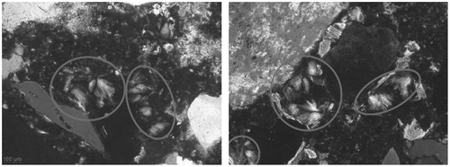 Figure 9. Examples of the studied thin sections under the polarised light with the highlighted ettringite (P06 and P02).