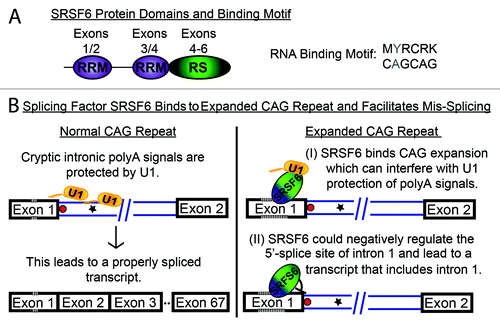 Figure 3. Involvement of SRSF6 in HTT mis-splicing. (A) SRSF6 is a classical SR protein with two RNA recognition motifs (RRM) and a serine and arginine rich (SR) domain. The SRSF6 binding motif resembles a CAG repeat. (B) We propose that SRSF6 binds to the expanded CAG repeat (hash marks). Two possible scenarios could arise from this: SRSF6 binding could interfere with U1 snRNP protection of the cryptic polyA signals in intron 1 by depleting the local pool of U1 snRNP by direct interaction; or SRSF6 binding interferes with the assembly of a stable and productive spliceosome at the 5′-splice site.