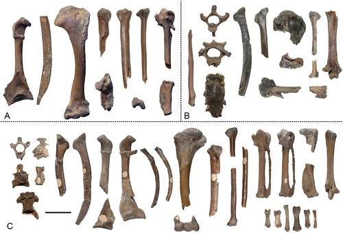 Figure 5. Specimens of small species of the Psittacopedidae from the London Clay of Walton-on-the-Naze (Essex, UK). (A) Parapsittacopes bergdahli Mayr, Citation2020 (NMS.Z.2021.40.43). (B) Psittacopedidae, gen. et sp. indet. B (NMS.Z.2021.40.46). (C) ?Psittacopes occidentalis, sp. nov. (holotype, NMS.Z.2021.40.44). The scale bar equals 5 mm.