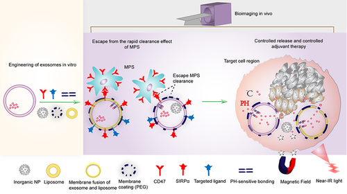 Figure 7 Strategies for the development of exosome-based multifunctional nano-delivery platforms. The multifunctional nano-delivery platforms mainly include active loading of therapeutic agents, targeted functional modifications, evasion of MPS clearance (CD47-SIRPα axis, PEG membrane coating); controlled release using sensitive chemical bonds or hybridized liposomes (PH-sensitive, light-sensitive, heat-sensitive), inorganic nanoparticles (heat-sensitive, light-sensitive) and in vivo bioimaging; utilization of adjuvant therapies, such as magnetothermal therapy, photothermal therapy to further improve the efficacy.