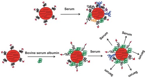 Figure 7 Illustration of a possible mechanism for improved cellular uptake of targeted EHCO/siRNA nanoparticles coated with BSA.Abbreviations: EHCO, N-(1-aminoethyl)iminobis[N-(oleoylcysteinylhistinyl-1-aminoethyl)propionamide]; BSA, bovine serum albumin.