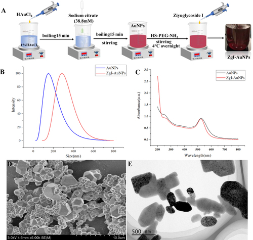 Figure 3 The preparation and characterization of ZgI-AuNPs. (A) The brief illustration of ZgI-AuNPs preparation. (B) Size distribution of AuNPs and ZgI-AuNPs. (C) Absorbance spectra of AuNPs and ZgI-AuNPs. (D) TEM image. (E) SEM image.