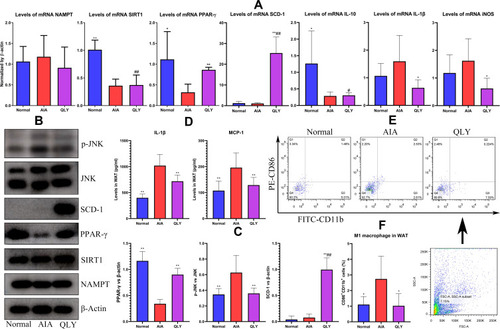 Figure 4 Phenotype changes of macrophages within WAT of AIA rats under QLY treatment. (A) expression of mRNA NAMPT, SIRT1, PPAR-γ, SCD-1, IL-10, IL-1β and iNOS in WAT; (B) expression of protein NAMPT, SIRT1, PPAR-γ, SCD-1, p-JNK and JNK in WAT; (C) quantification results of assay (B); (D) levels of IL-1β and MCP-1 in WAT homogenate; (E) flow cytometry analysis of inflammatory macrophages subset within WAT, and M1 macrophages were identified as CD86+CD11b+ cells; (F) quantification results of assay (E). Statistical significance: *p < 0.05 and **p < 0.01 compared with AIA controls; #p < 0.05 and ##p < 0.01 compared with normal controls.