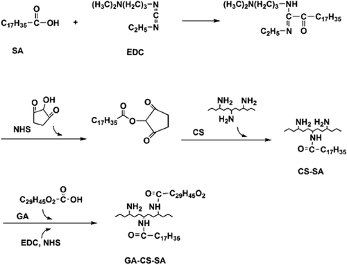 Figure 1. Synthetic scheme of CS-SA and GA-CS-SA.