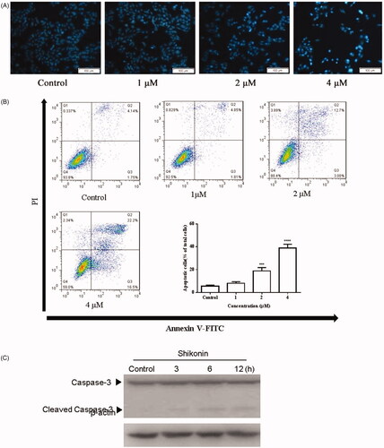 Figure 3. Shikonin induces apoptosis in A375 cells. (A) After treated with Shikonin (0, 1, 2, and 4 μM) for 24 h, the A375 cells were incubated with Hoechst 33258 staining. Apoptotic cells exhibited karyopyknosis. (B) After treatment with increased doses of Shikonin (0, 1, 2, and 4 μM) for 24 h, induction of apoptosis in A375 cells measured by Annexin V/PI double-staining assay followed by flow cytometry analysis. (C) A375 cells treated with Shikonin (2 μM) for 3, 6, and 12 h. Effects of Shikonin on the expression of apoptosis-related proteins. β-Actin was measured as an internal control. The image shown is representative of three separate experiments. ***p < .01, ****p < .0001 compared with the control group.