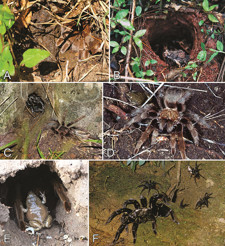 Figure 2. Associations between tarantulas and anurans. A. Aphonopelma cf. armada and Gastrophryne sp., Burleson, Texas, USA. B. Aphonopelma seemanni and Engystomops pustulosus, Tamarindo, Guanacaste, Costa Rica. C. Nhandu carapoensis and Chiasmocleis albopunctata, Balneario Pinamar, Paraguarí, Paraguay. D. Aphonopelma hentzi and Gastrophryne olivacea, Double Helix Ranch, Pontotoc, Texas, USA. E. Aphonopelma anax and Gastrophryne sp., Brownsville, Cameron County, Texas, USA. F. Pamphobeteus sp., female with late instars, and Chiasmocleis ventrimaculata, Tambopata Reserve, Madre de Dios Region, Peru. B reproduced from Hooijer (Citation2005), C reproduced from Bascoulés and Smith (Citation2021). Photo credits: Kassy Myers (A), Alex Hooijer (B), Sébastien Bascoulès (C), David Hillis (D), John Edward (E), and Reginald Cocroft (F).