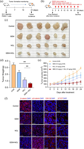 Figure 5. Niclosamide inhibits pancreatic cancer growth in vivo.