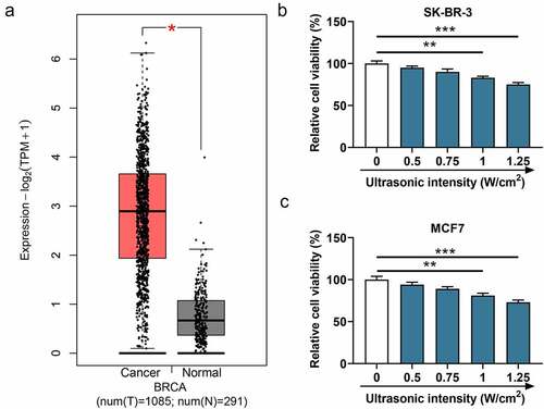 Figure 1. The expression of WISP1 in breast cancer tissues and the effect of ultrasonic intensity on cell viability. (a) The expression of WISP1 in breast cancer (n = 1085) and normal samples (n = 291) was analyzed by GEPIA (http://gepia.cancer-pku.cn/). (b-c) The viability of SK-BR-3 and MCF7 cells under various ultrasonic intensities (0, 0.5, 0.75, 1, 1.25 W/cm2) was detected by MTT assay. All experiments were repeated three times to average. The data were presented as the mean ± standard deviation (SD) of three independent experiments; *p< 0.05, **p< 0.01, ***p< 0.001. Abbreviation: GEPIA, gene expression profiling interactive analysis; WISP1, WNT1 inducible signaling pathway protein 1.