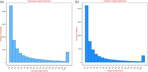 Figure 2. Length distributions of assembled transcripts (a) and unigenes (b) from clean reads by Trinity package.