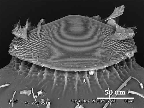 Figure 5. Scanning electron microscopy photograph of the stridulatory organs of Oxyopomyrmex saulcyi.