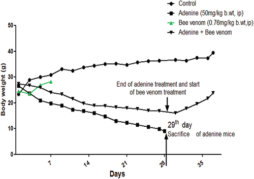 Figure 2. Evolution of body weight (g) of control mice, bee venom-treated mice (0.76mg/kg body weight, IP) for one week (7 days), mice treated with adenine (50mg/kg body weight, IP) for four weeks (28 days) to induce CKD, and mice treated with adenine (50mg/kg body weight, IP) for four weeks (28 days) followed by intraperitoneal injection (IP) of bee venom (0.76mg/kg body weight, IP) for a week (7 days).