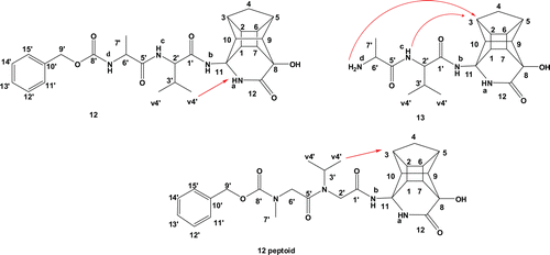 Figure 3.  Inhibitor 12 (PCU-Val-Ala-Cbz), 13 (PCU-Val-Ala) and 12 peptoid (PCU-Ac-N(i-prop)-Ac-N(Me)-Cbz) with arrows showing the observed EASY-ROESY correlations.