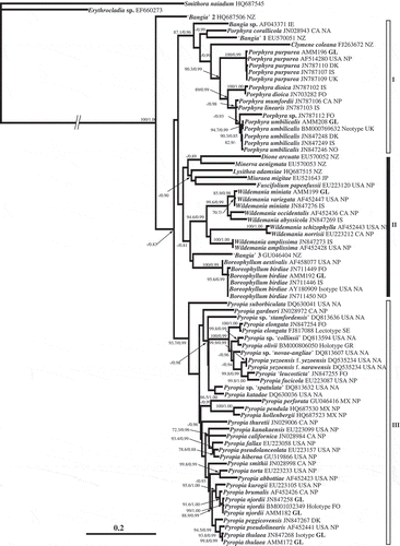 Fig. 2. Maximum likelihood (ML) phylogram based on rbcL sequences, placing foliose Bangiales species from Greenland in a wider phylogenetic context. ML bootstrap values (> 70%) and Bayesian Inference (BI) posterior probabilities (> 0.80) are indicated on the branches (MLBI). Abbreviations: CA = Canada, DK = Denmark, FO = Faroe Islands, GL = Greenland, GR = Greece, IE = Ireland, IS = Iceland, JP = Japan, Mx = Mexico, NA = North Atlantic, NO = Norway, NP = North Pacific, NZ = New Zealand, SE = Sweden.