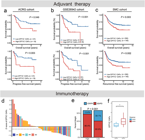 Figure 5. CPT1C+CAFs were associated with resistance to adjuvant therapy and immunotherapy in GC. (a, b) Kaplan – Meier plots illustrated the survival of CPT1C+CAFs high and low patients receiving adjuvant chemotherapy in ACRG cohort (n = 76) and GSE26942 cohort (n = 106), respectively. (c) Kaplan – Meier plots illustrated the survival of CPT1C+CAFs high and low patients receiving adjuvant chemoradiotherapy in SMC cohort (n = 432). (d) The landscape of CPT1C+CAFs infiltration level in GC patients with differential immunotherapy responses (n = 45) in KIM cohort. (e) Differential proportion of CR/PR and SD/PD in high and low CPT1C+CAFs group. (f) Differential infiltration of CPT1C+CAFs in CR/PR group and SD/PD group (* p < 0.05). CR, complete response. PR, partial response. SD, stable disease. PD, progressive disease.