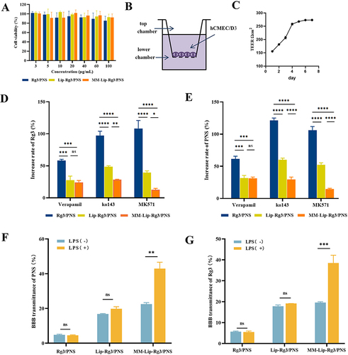 Figure 4 Efflux transporters on cellular uptake and BBB transmigration. (A) The cell viability of hCMEC/D3 cells after 24h treated with different concentrations of Rg3/PNS, Lip-Rg3/PNS, and MM-Lip-Rg3/PNS. (B) Schematic diagram of in vitro BBB model. (C) TEER value of BBB within 7 days. (D) hCMEC/D3 cells before and after treatment with efflux protein inhibitors were incubated with different formulations to determine the increase rate of PNS uptake. (E) hCMEC/D3 cells before and after treatment with efflux protein inhibitors were incubated with different formulations to determine the increase rate of Rg3 uptake. (F) The percentage of PNS crossing the BBB after incubation with different formulations, under LPS stimulation or non-stimulation conditions. (G) The percentage of Rg3 crossing the BBB after incubation with different formulations, under LPS stimulation or non-stimulation conditions. The data were presented as the mean ± SD (n =3). ****p < 0.0001, ***p < 0.001, **p < 0.01, *p < 0.05, ns no significant difference.