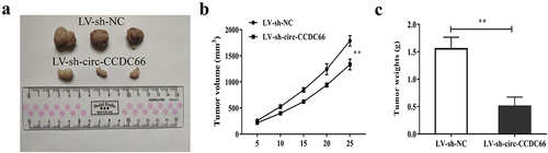 Figure 6. Inhibition of circ-CCDC66 could suppress PTC tumor growth.